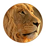 Juego de 6 posavasos antideslizantes Prairie Lion King, posavasos para tazas, bebidas, para platillos de cristal, tazas, escritorio de oficina, diseño moderno (redondo) 11 cm